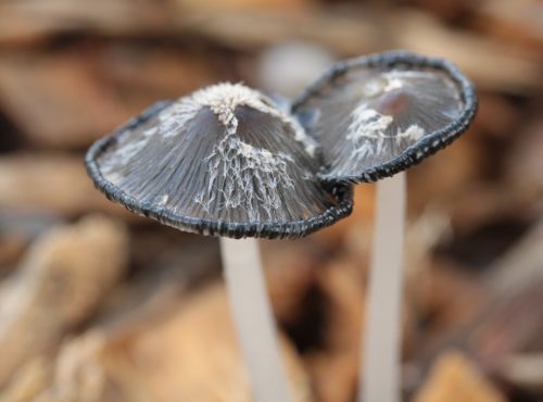 tips for identifying fungi