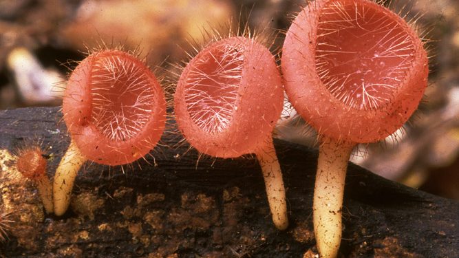 Online Fungimap record released