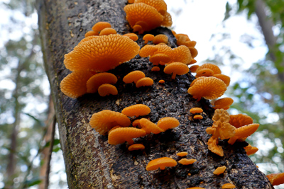Stop ‘weedy’ fungi spread