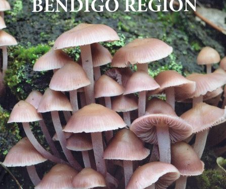 New Bendigo field guide