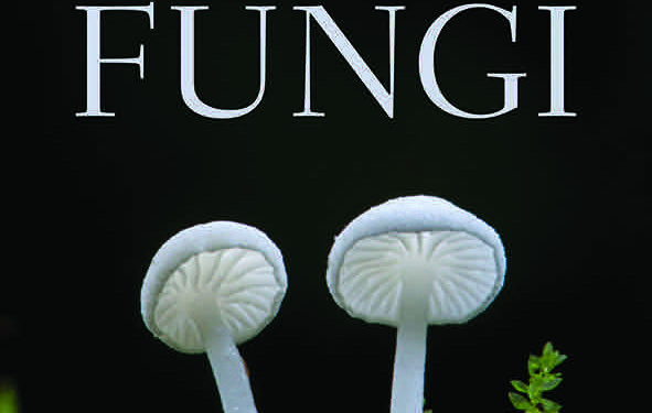 The Allure of Fungi