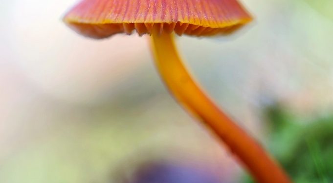 The conservation crisis facing fungi