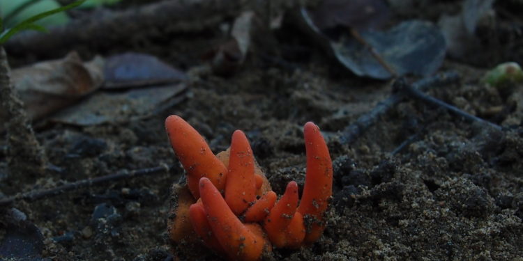 Deadly Poison Fire Coral fungus found near Cairns