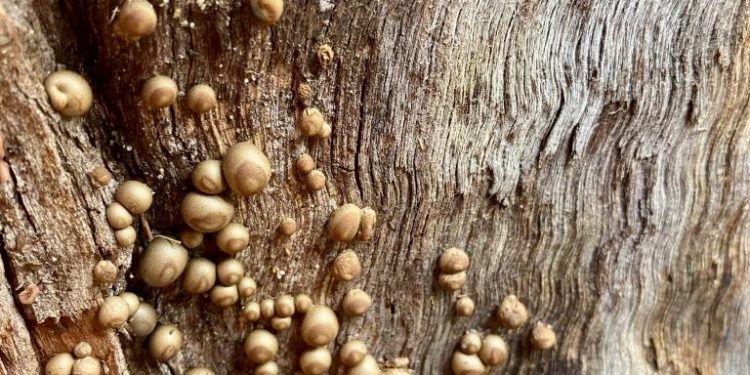 Perth: Sharp-eyed four year old spots previously unrecorded slime mould in Kings Park