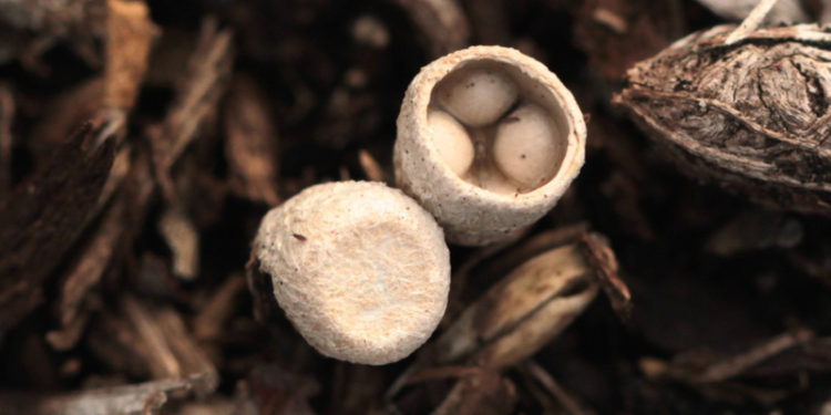Look closer – bird’s nest fungi