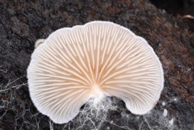 Entoloma ravinense – an endangered species of fungus