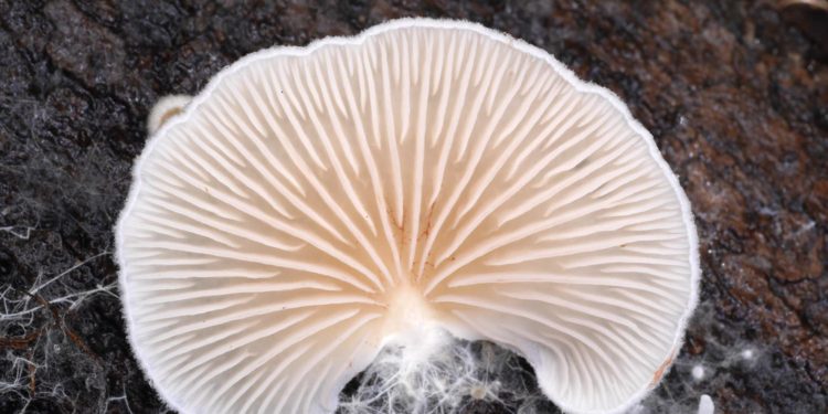 Entoloma ravinense – an endangered species of fungus