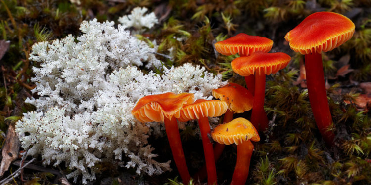Re:wild and IUCN SSC become first global organisations to call for the recognition of fungi as one of the three kingdoms of life!