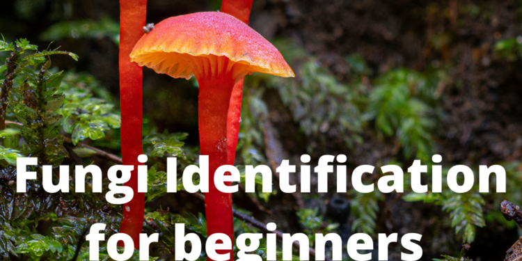 New video: Fungi identification for beginners