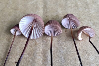 A new Marasmius to look out for!