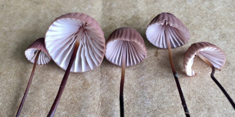 A new Marasmius to look out for!