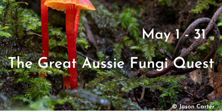 Great Aussie Fungi Quest: summary and interesting finds!