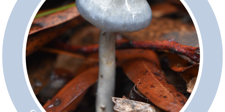 Upcoming event: Cortinarius workshop in the Adelaide Hills