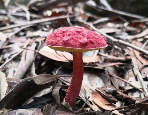 The Fungi Season in Western Sydney and the Blue Mountains
