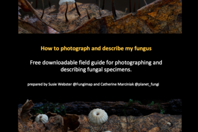 New resource: how to photograph and describe my fungus