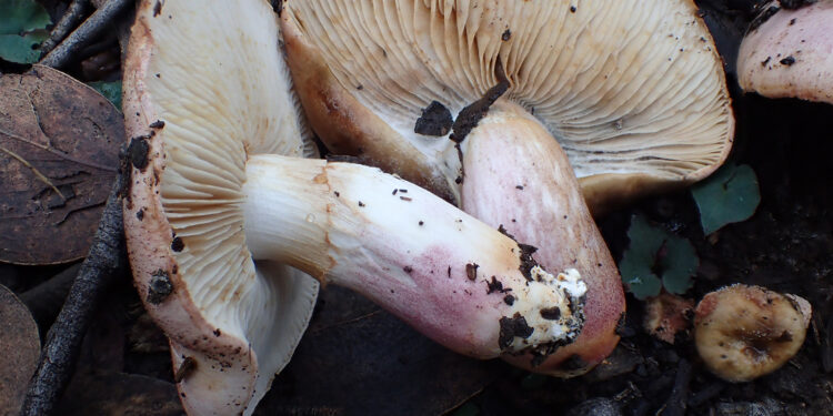 A new Cortinarius